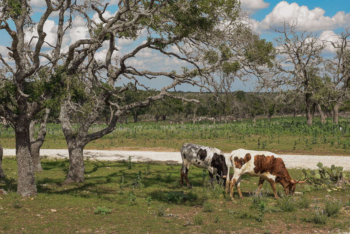 Longhorn on the private Fredericksburg acreage