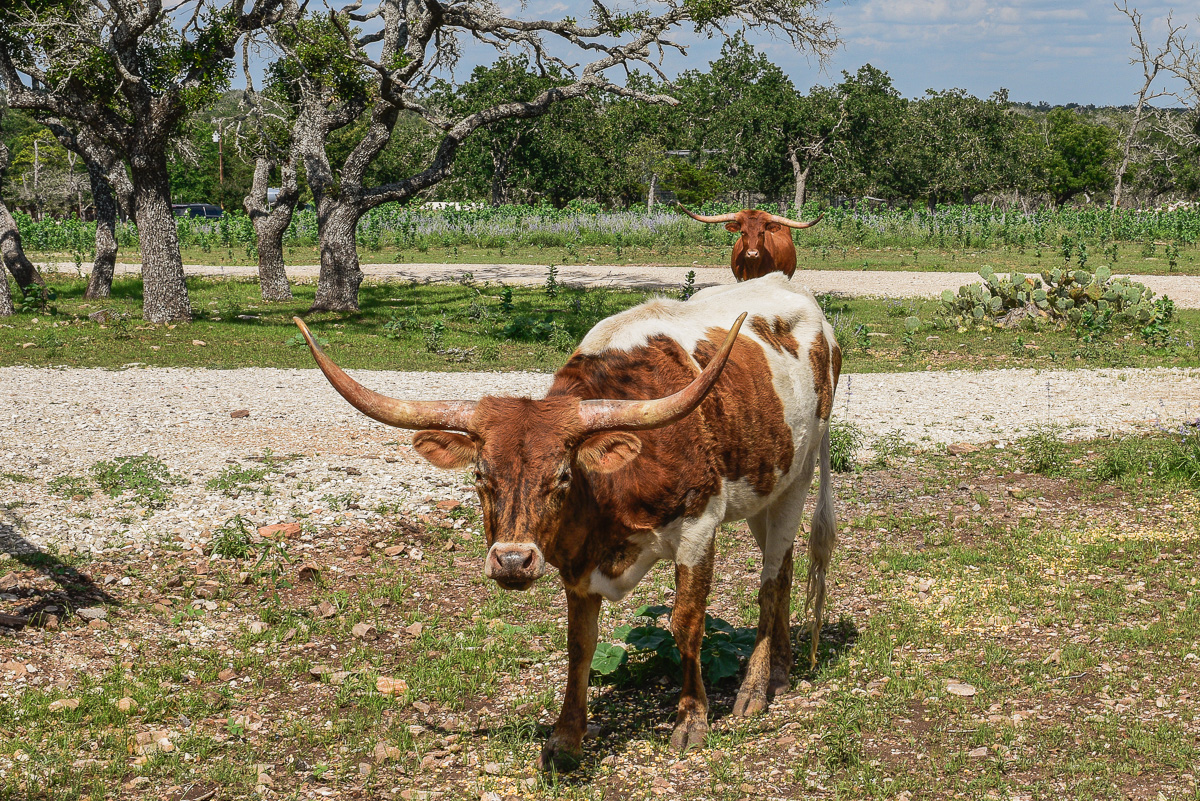 Texas longhorn at the Hill Country ranch