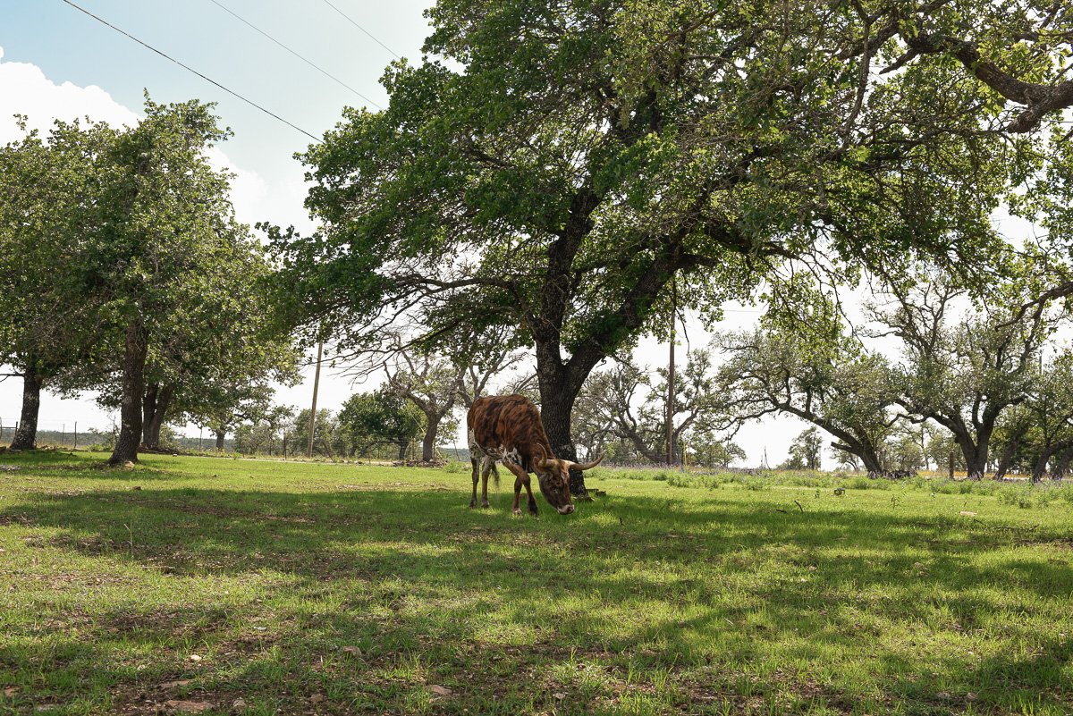 wildlife ranch bnb rental outside fredericksburg texas