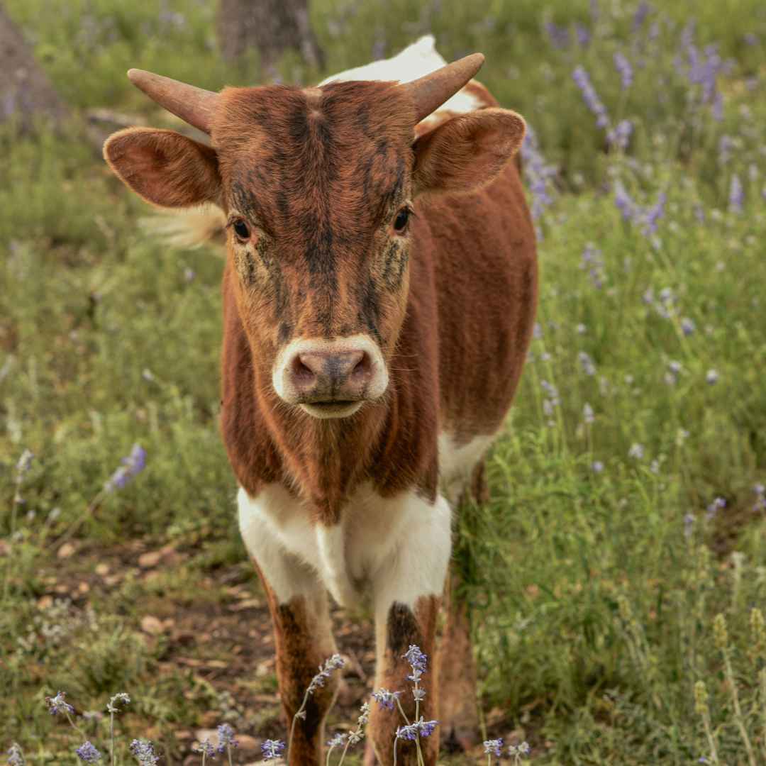 Best Places To Stay In Fredericksburg, TX?