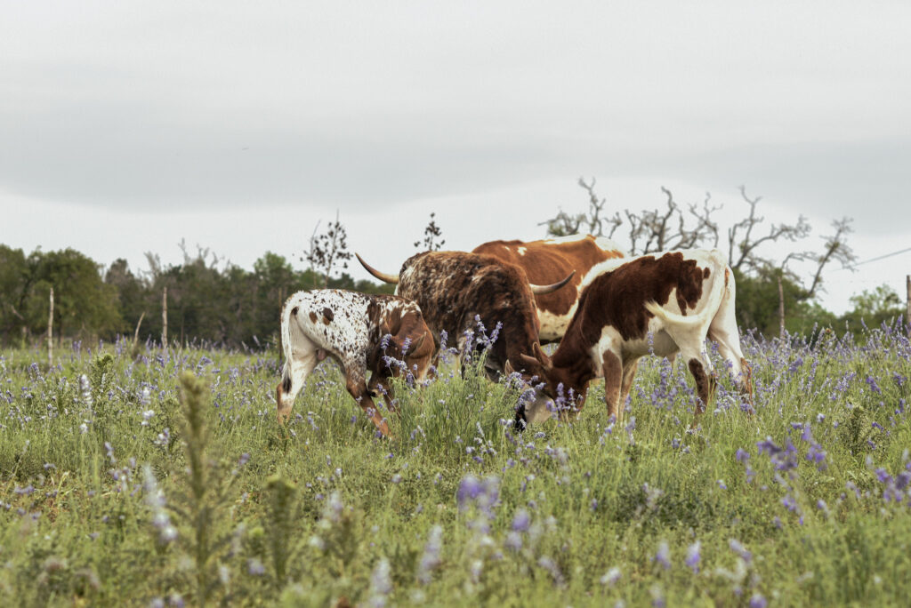 Best Fredericksburg Texas Bed and Breakfast