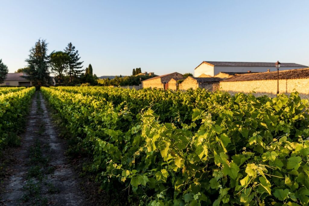 Pontotoc Vineyard Weingarten