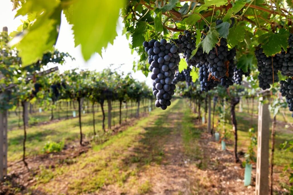 Safari Winery​