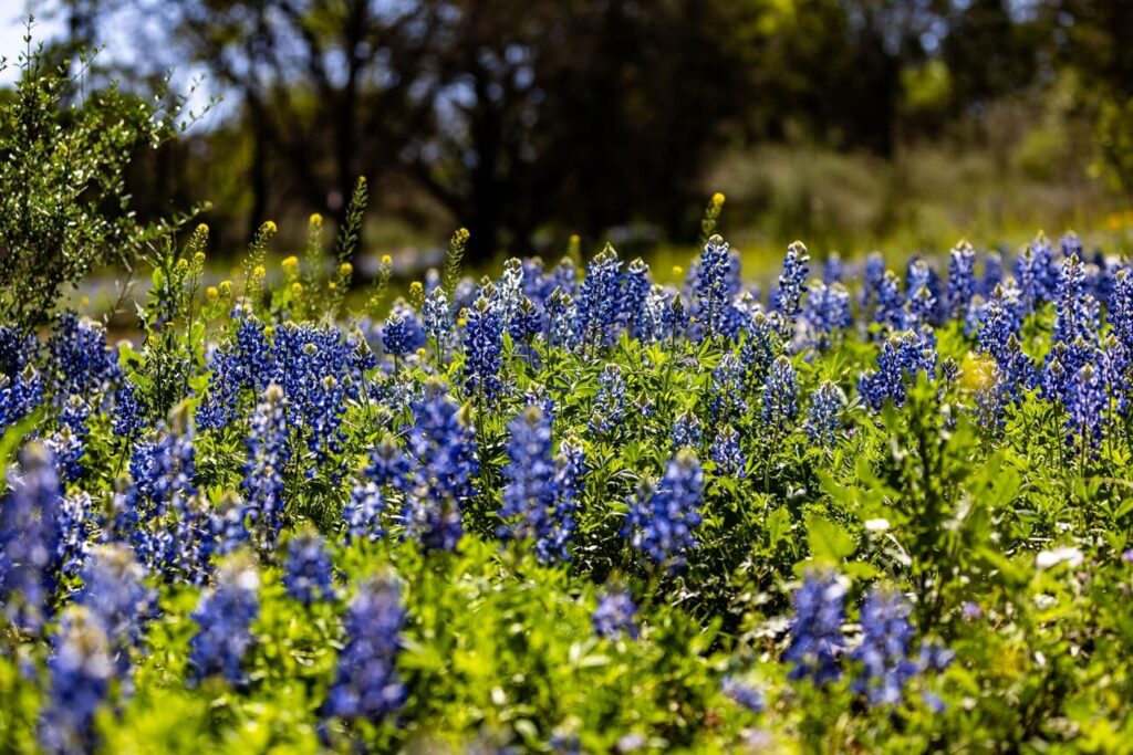 Visit Wildseed Farms​