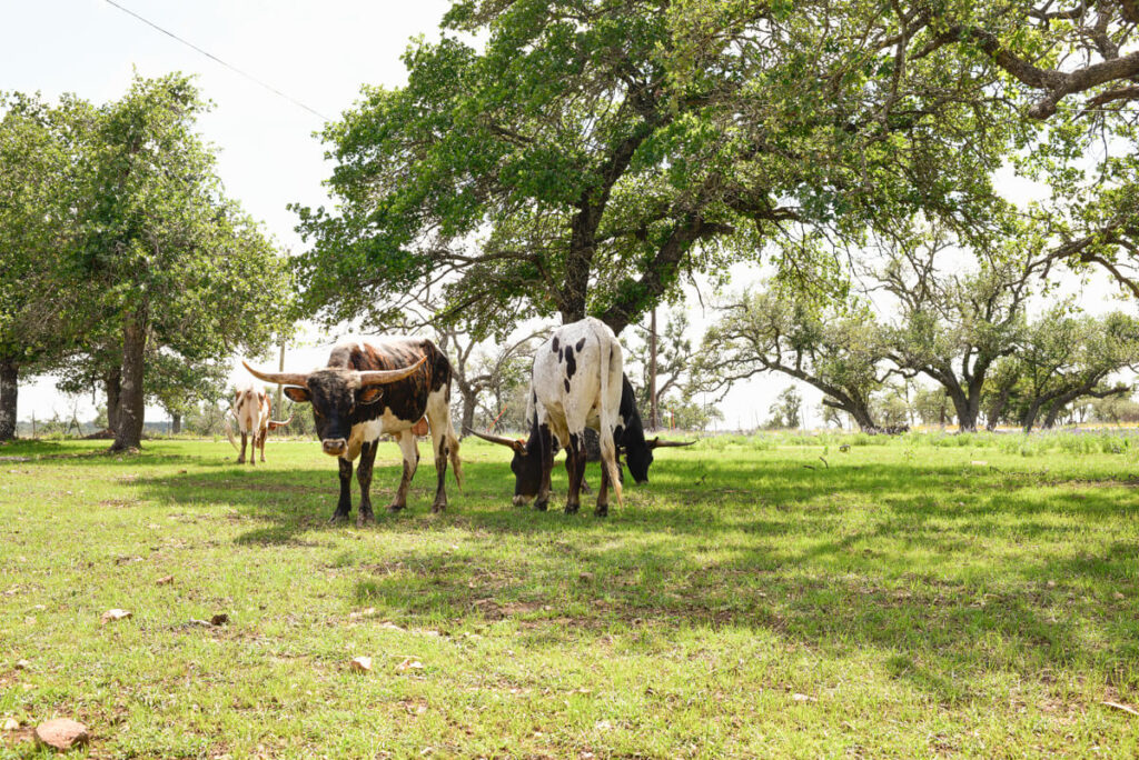 What to Consider When Booking Affordable Lodging in Fredericksburg​