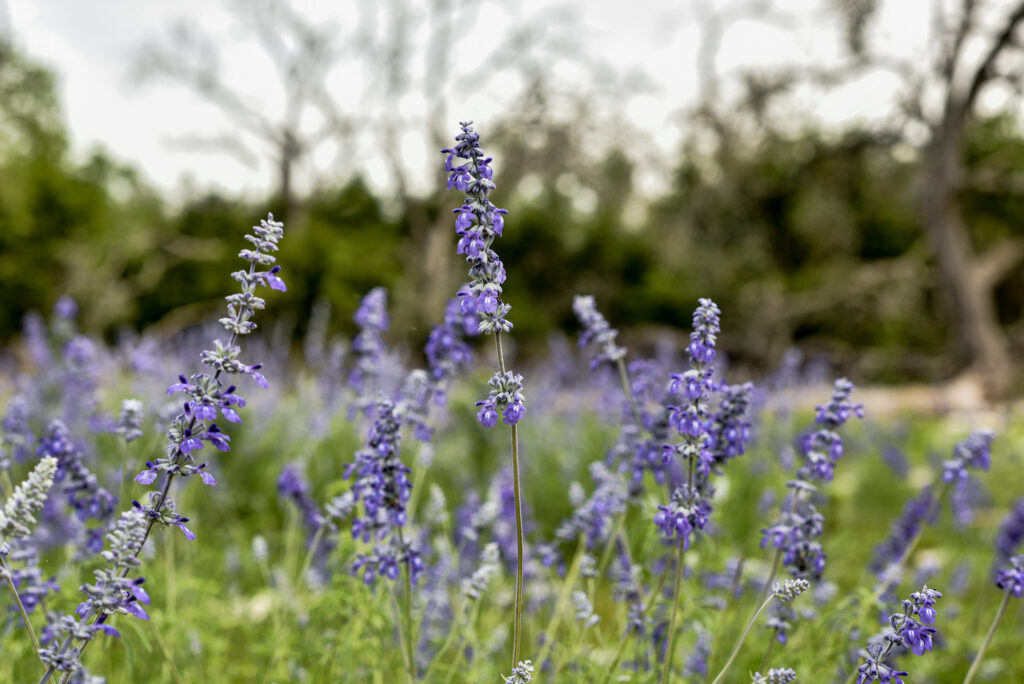 Why Choose an Affordable Place to Stay in Fredericksburg, Texas​