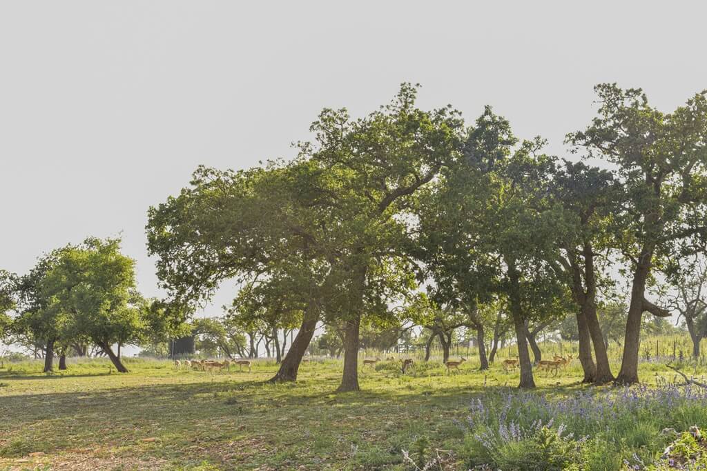 Top Dude Ranches in Texas: Unique Western Vacations ranch vacation texas