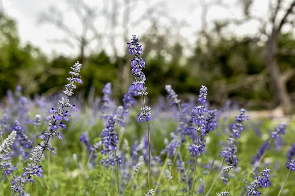 Find Your Dream Couple Retreats in Texas Hill Country romantic getaways in texas