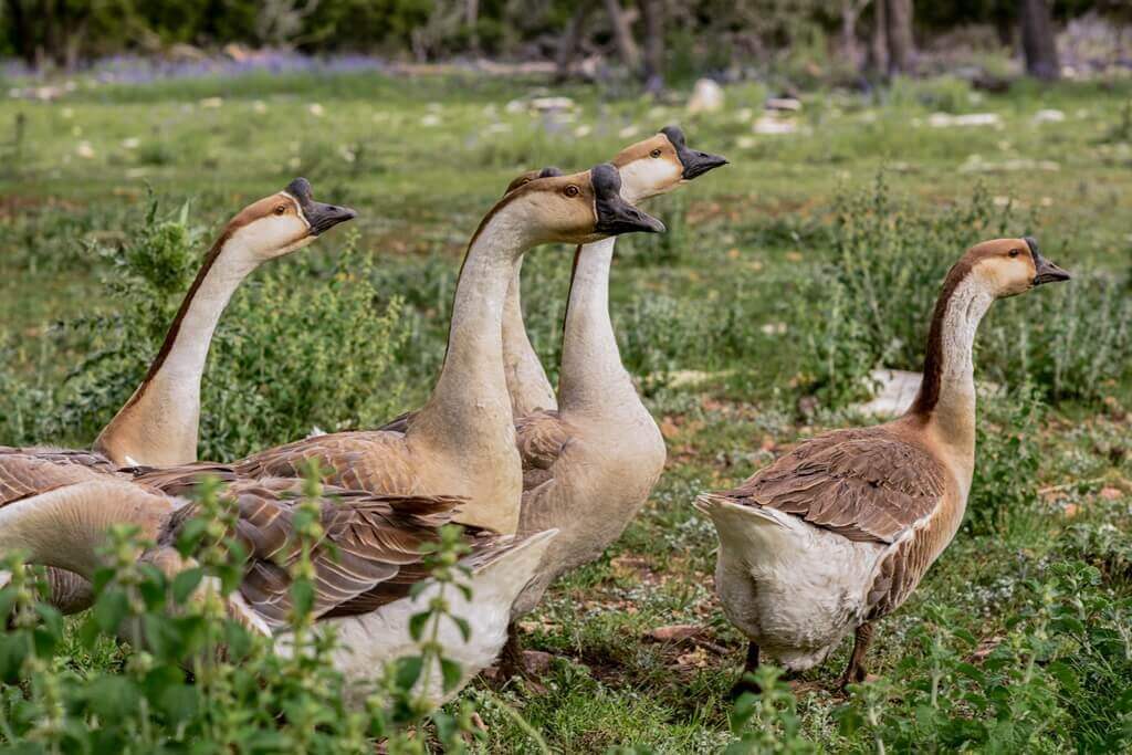 What to Do at Krause Springs Texas for a Romantic Spring Adventure expert guide to krause springs texas for hill country travel and getaways 1
