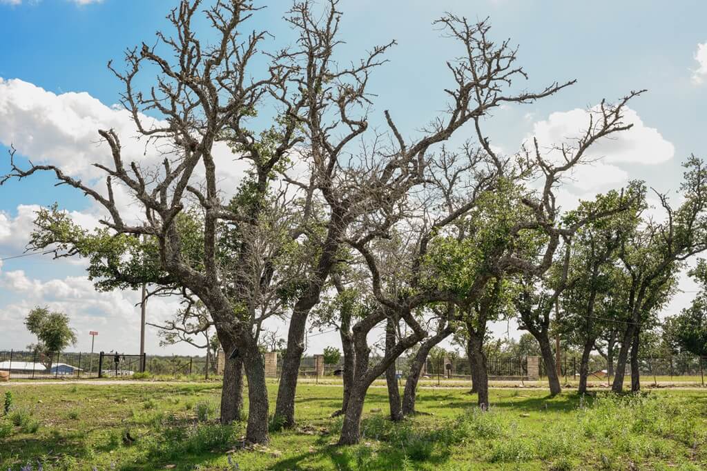 Best Airbnbs To Stay at For Wine Tours In Fredericksburg Texas