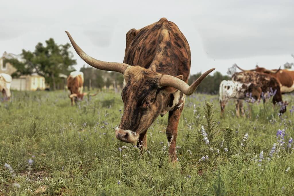 Best BNB to Stay at for Nature in Fredericksburg Texas