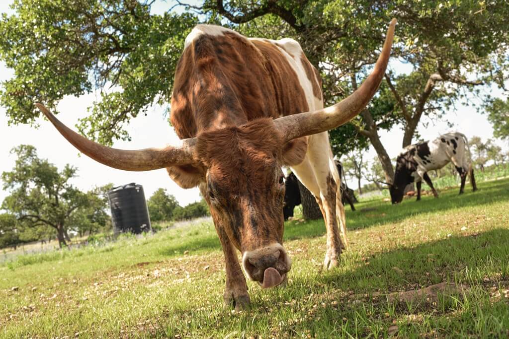 Best BNB to Stay at for Nightlife in Fredericksburg Texas
