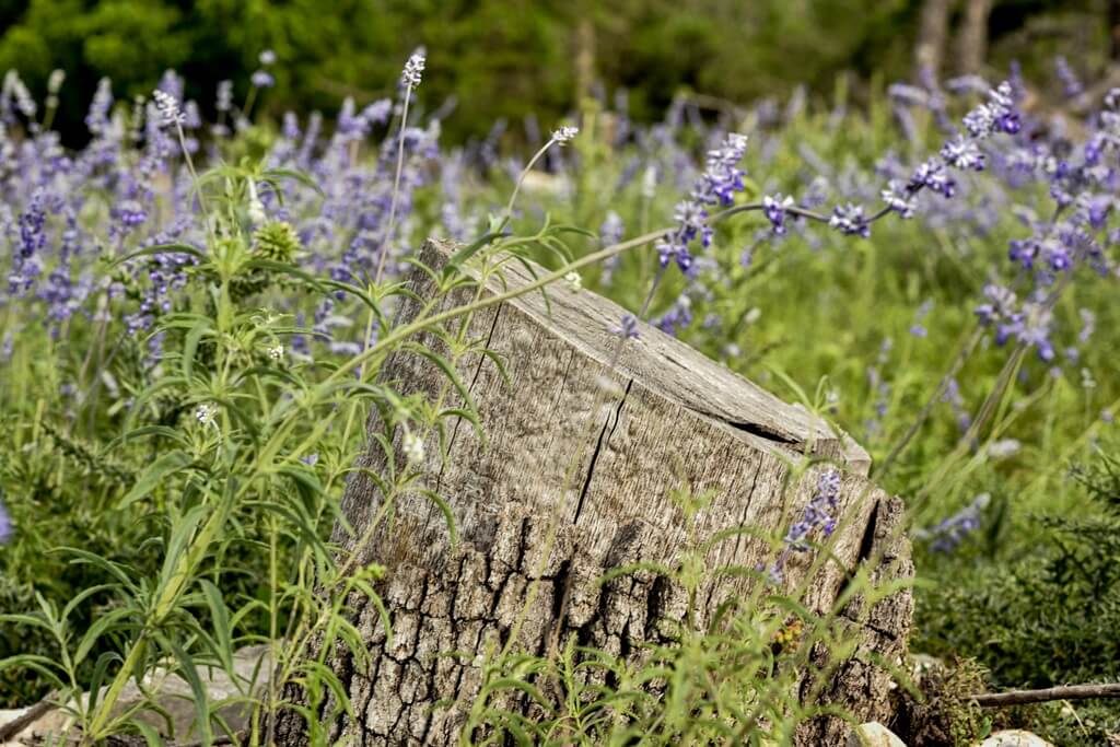 Best Place To Stay For Proposals In Fredericksburg Texas Best Vacation Rentals to Stay at for Proposals in Fredericksburg Texas