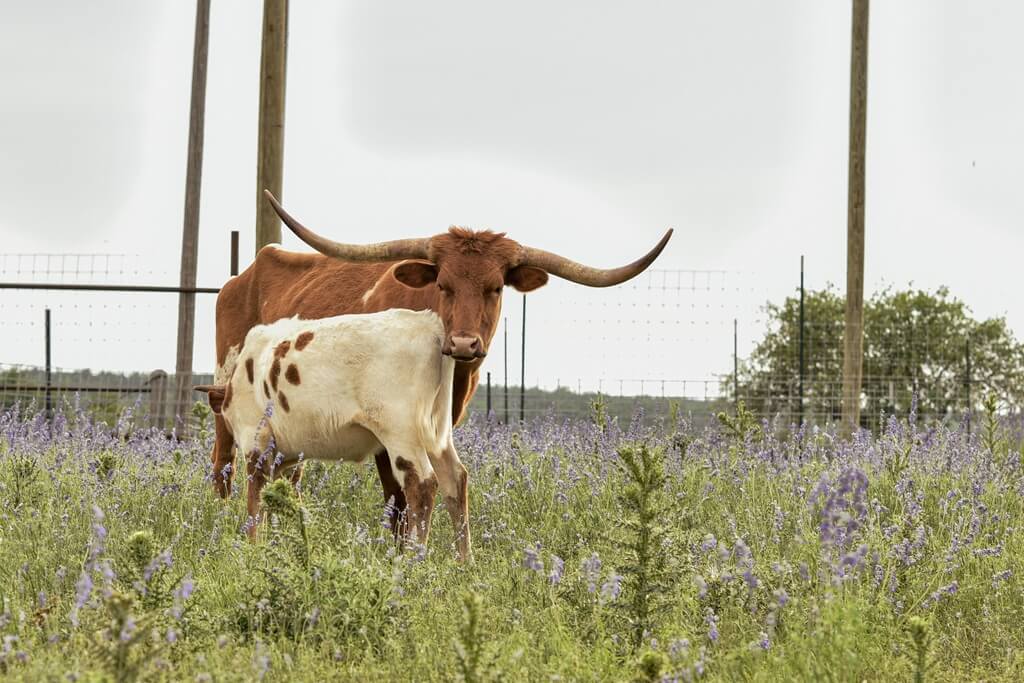 Best BNBs to Stay at with a Camper in Fredericksburg Texas