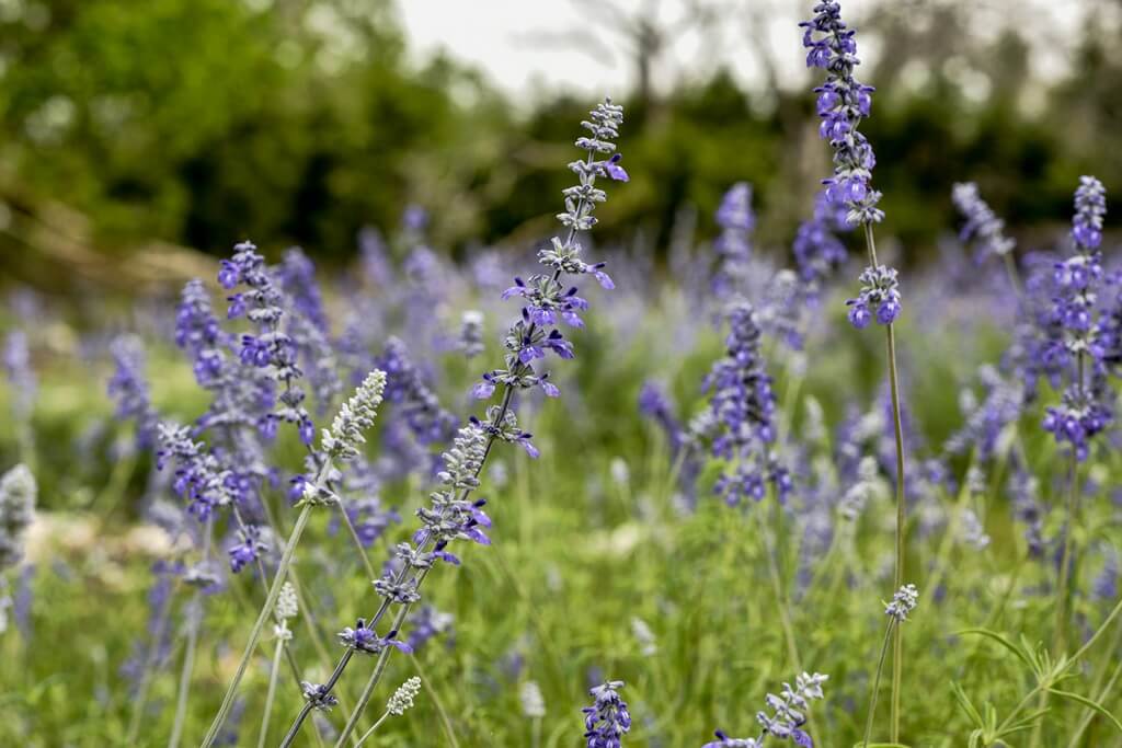 Best Place To Stay With An RV In Fredericksburg Texas Best Bed And Breakfasts To Stay With An RV In Fredericksburg Texas