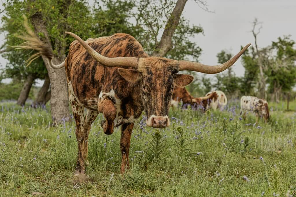 Best Bed and Breakfast to Stay at for Oktoberfest in Fredericksburg Texas