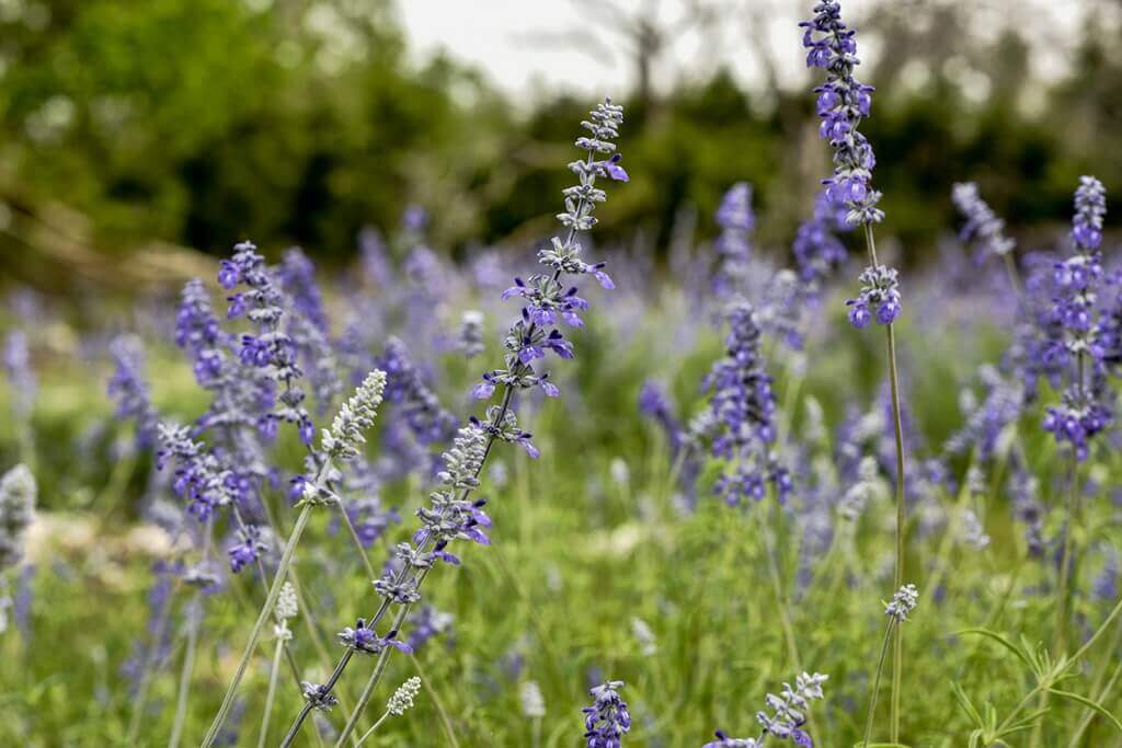 Best Bed and Breakfasts to Stay at for Bachelor Parties in Fredericksburg Texas
