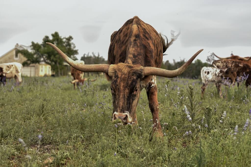 Best Hotel to Stay at for Photography in Fredericksburg Texas