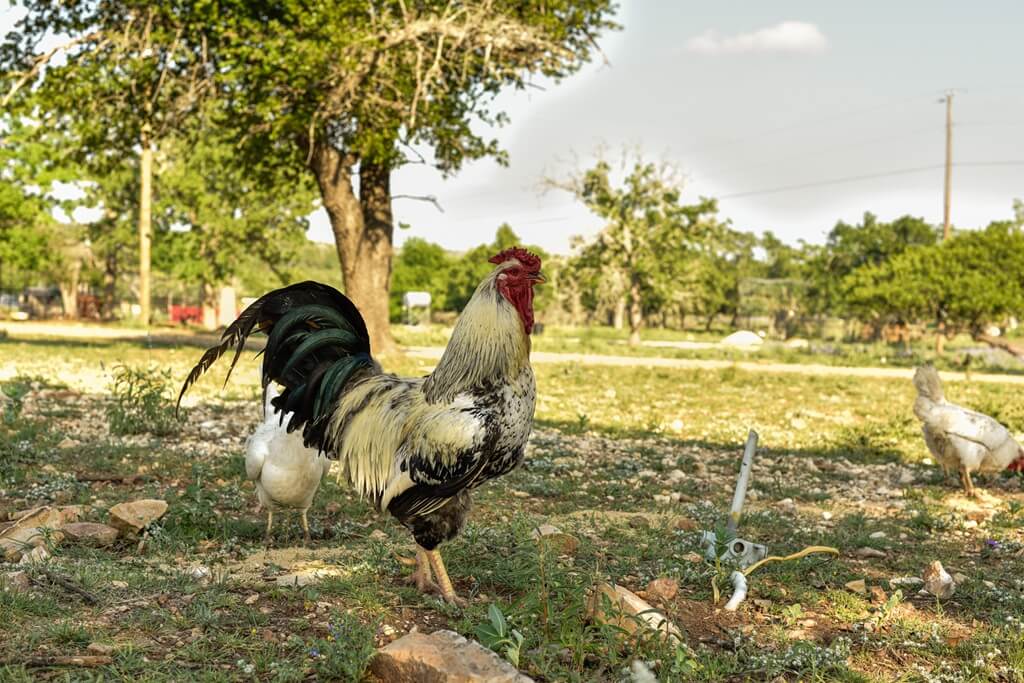 Best Hotels to Stay at with a 5th Wheel in Fredericksburg Texas