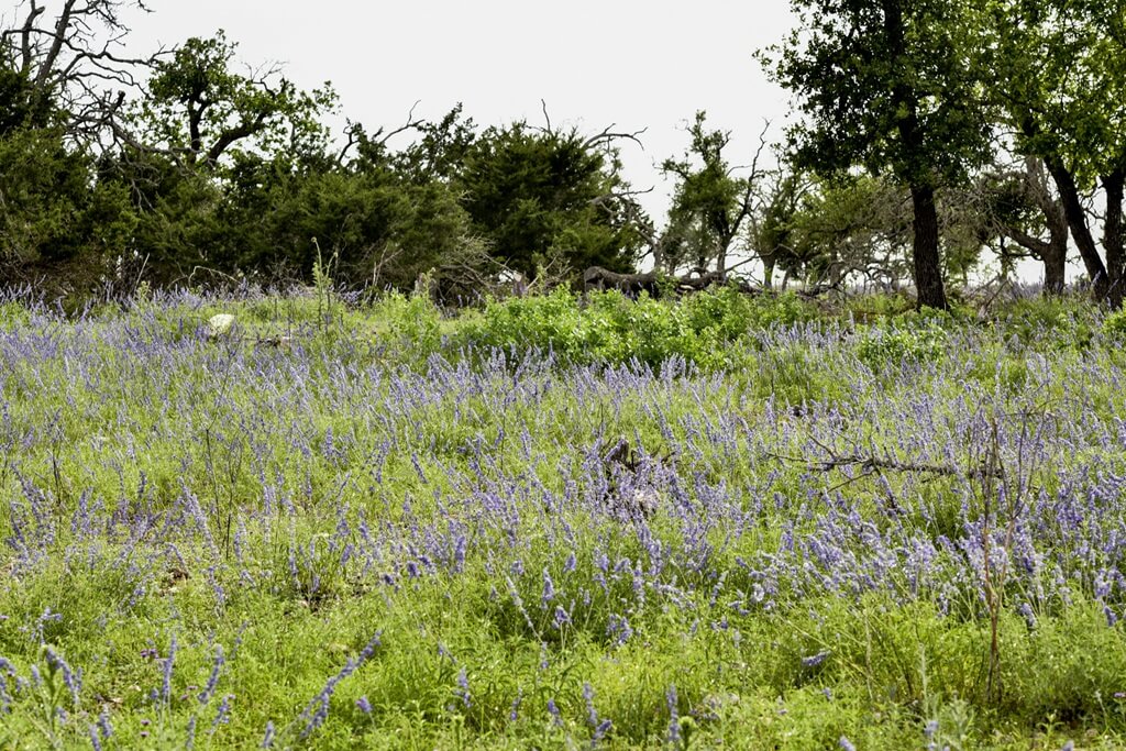 Best Place To Stay For Nature In Fredericksburg Texas