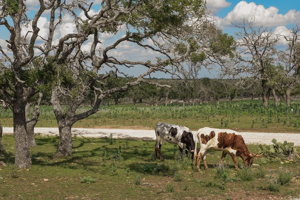 Best Vacation Rentals to Stay at with a Camper in Fredericksburg Texas