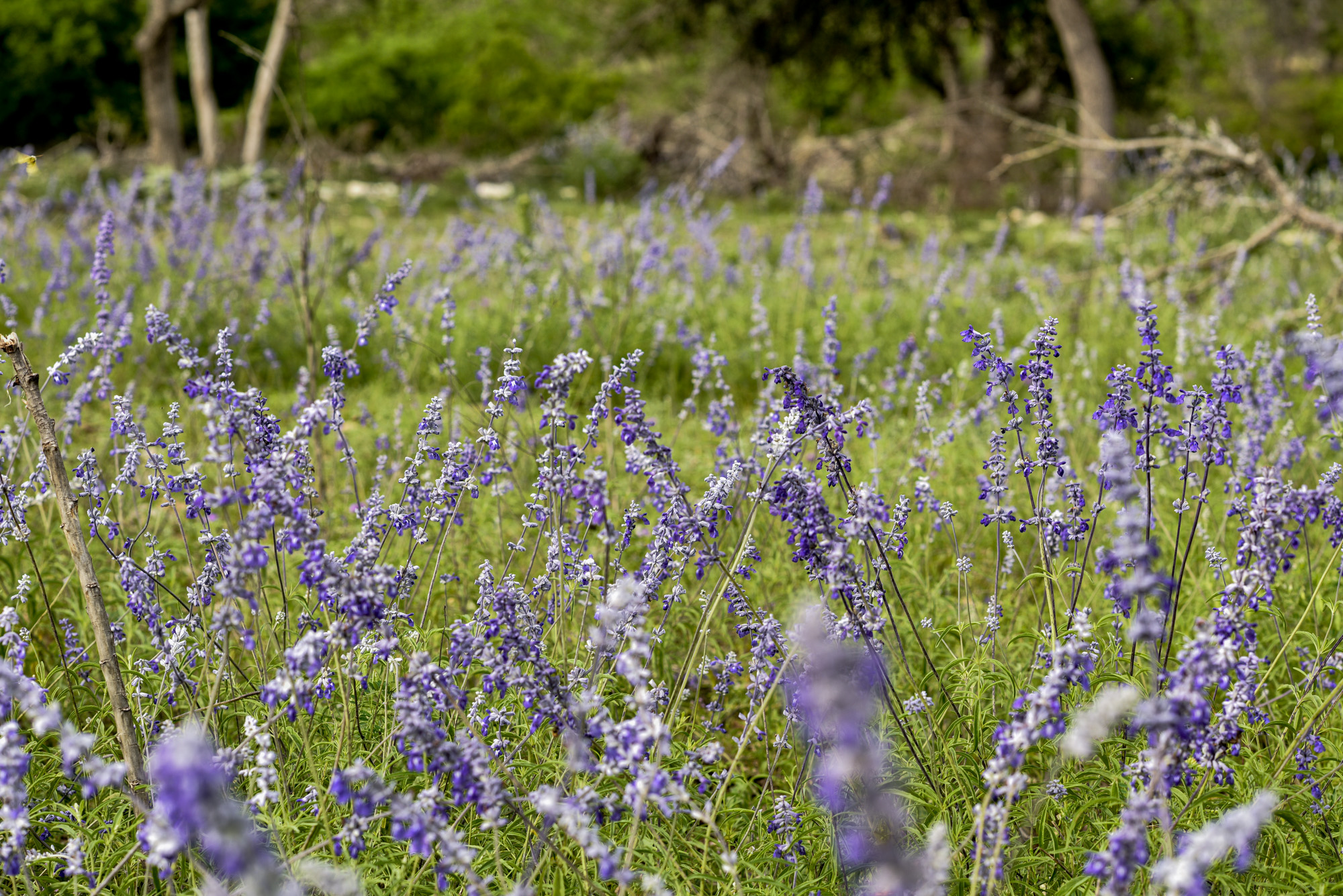 Most Romantic Place for Couples in Fredericksburg Texas