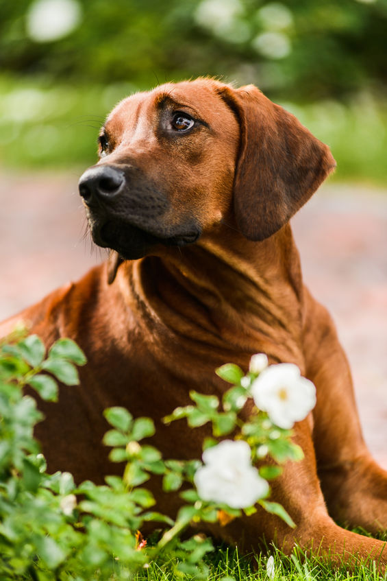 Pet Friendly Bed and Breakfast Fredericksburg Texas​