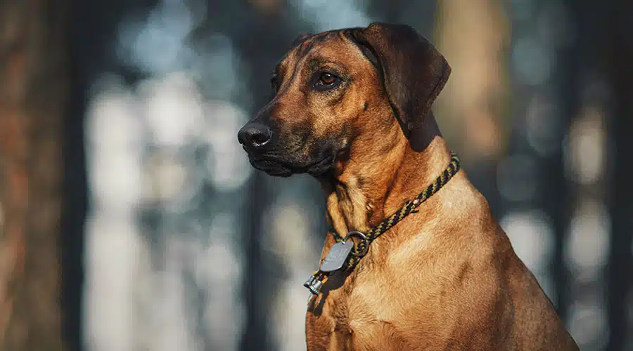 Rhodesian-Ridgeback-Puppies-for-Sale-Find-Your-Perfect-Pupp