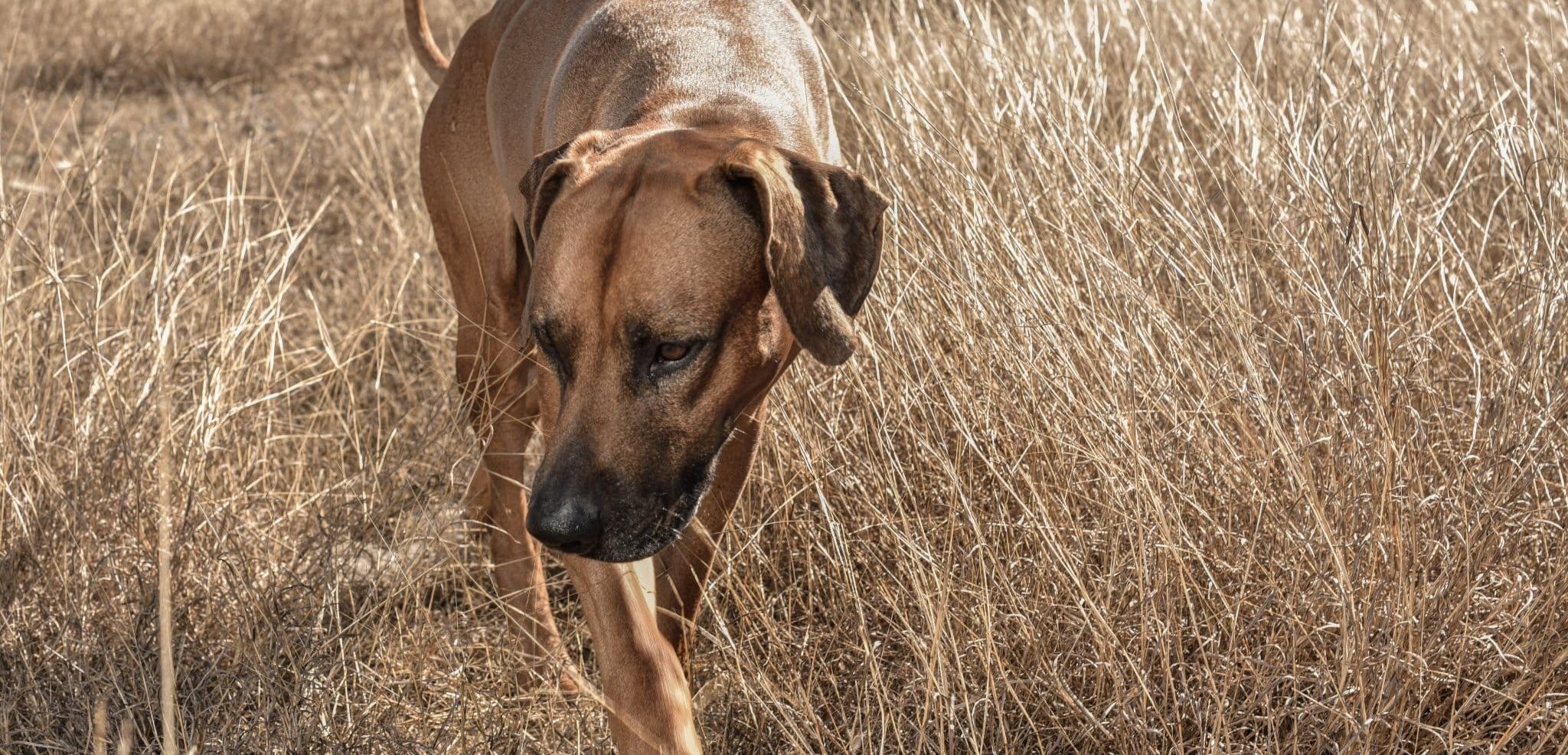 Vacation Rental That Allows Pets