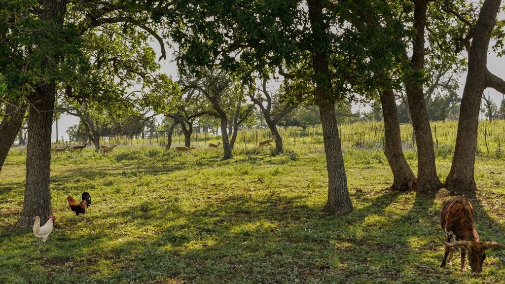 Best Places To Stay For Seniors In Fredericksburg Texas best airbnbs to stay for seniors in fredericksburg texas