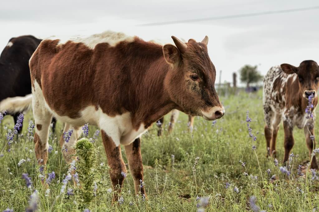 best bed and breakfasts to stay at for atmosphere in fredericksburg texas