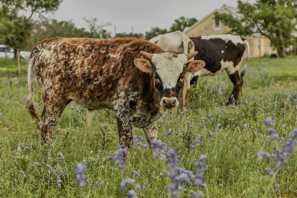 Best Places To Stay For Comet Viewing In Fredericksburg Texas best bed and breakfasts to stay at for comet viewing in fredericksburg texas