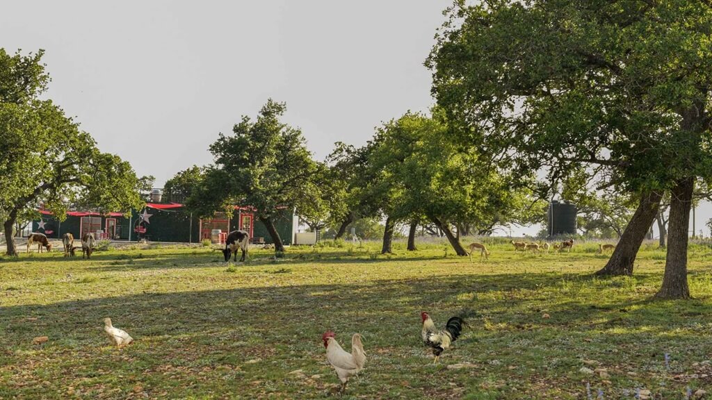 best bed and breakfasts to stay at for the best experience in fredericksburg texas