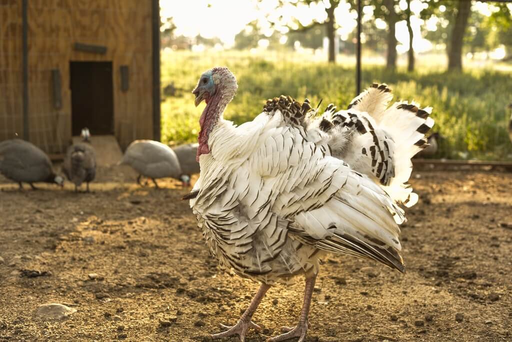 best bnbs to stay at for the food and wine festival in fredericksburg texas
