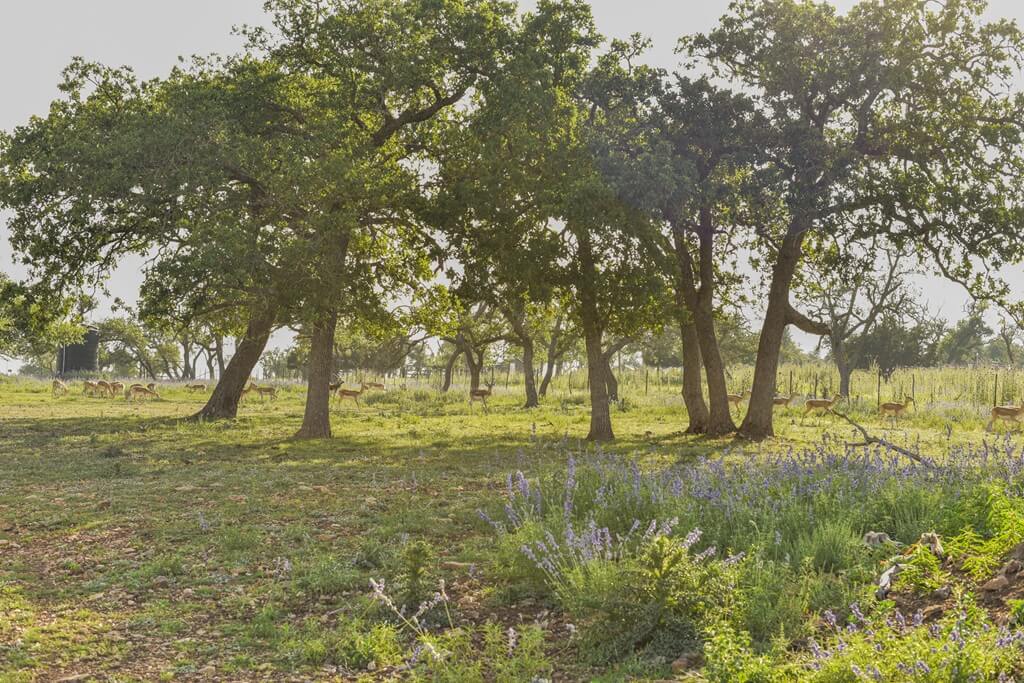 best bnbs to stay at with a tent in fredericksburg texas