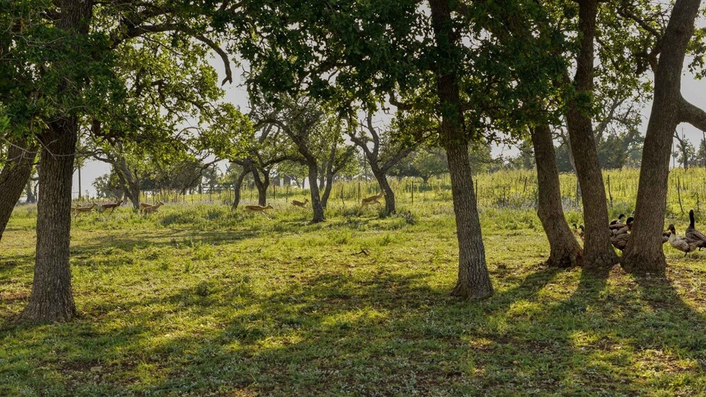 best places to stay for gillespie county fair in fredericksburg texas
