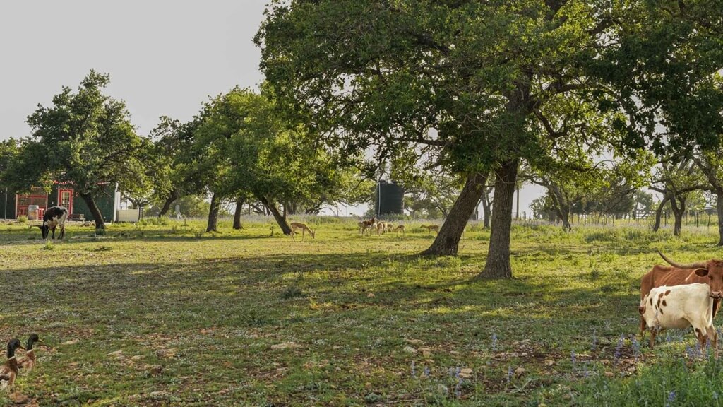 best places to stay for the best experience in fredericksburg texas