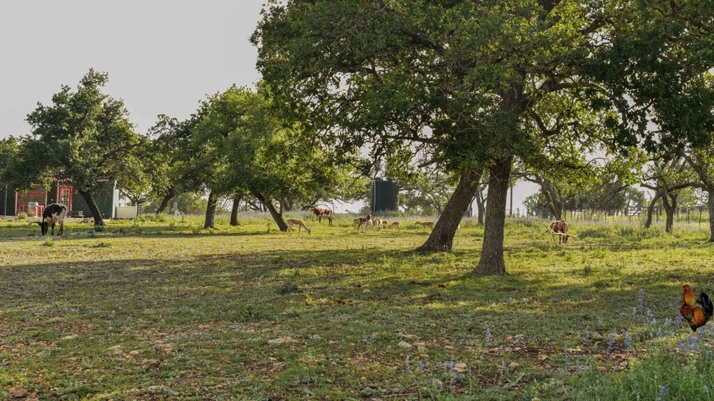 best places to stay for the food and wine festival in fredericksburg texas