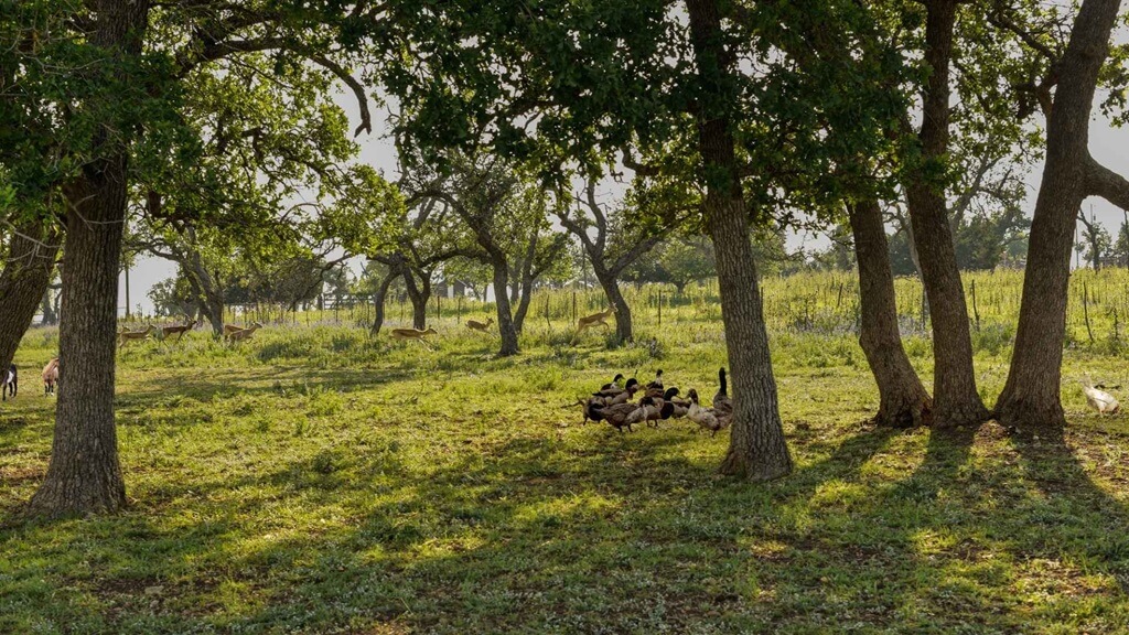 best places to stay for the stonewall peach jamboree and rodeo in fredericksburg texas