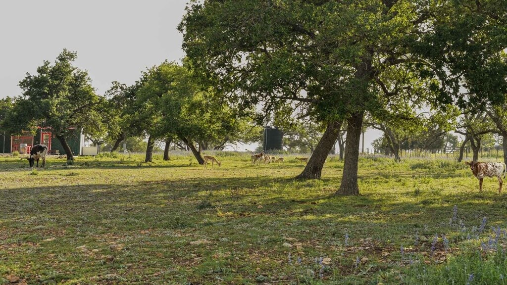 best vacation rentals to stay at for gillespie county fair in fredericksburg texas