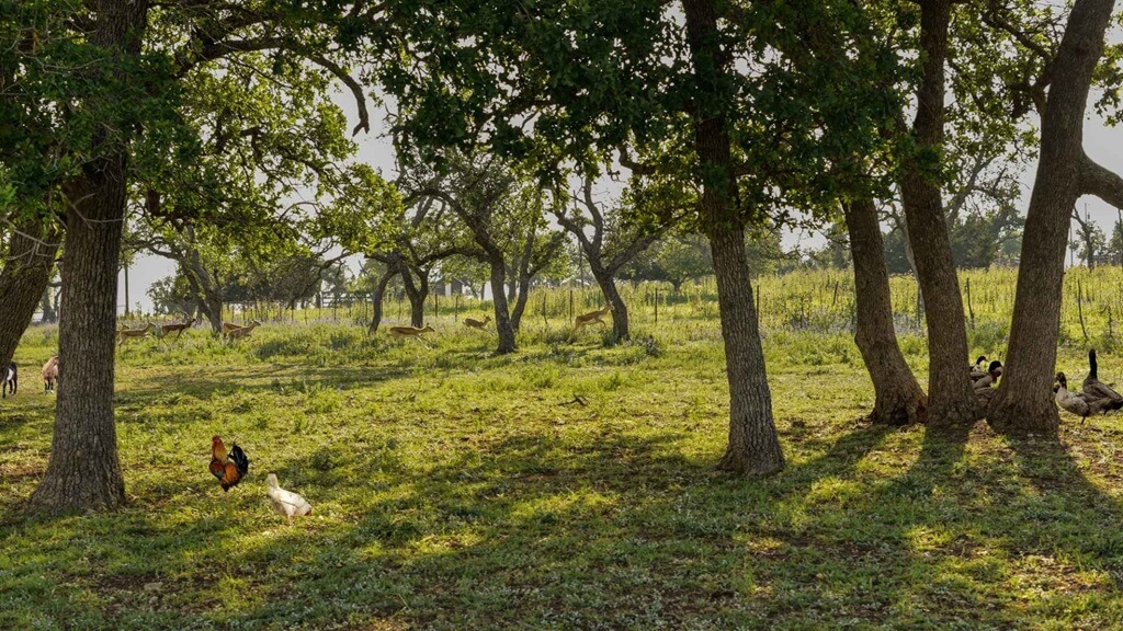 best vacation rentals to stay at for the food and wine festival in fredericksburg texas