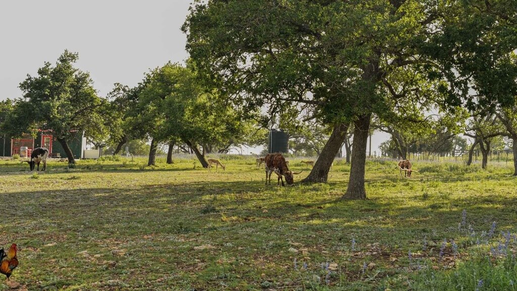best vacation rentals to stay at for the stonewall peach jamboree and rodeo in fredericksburg texas