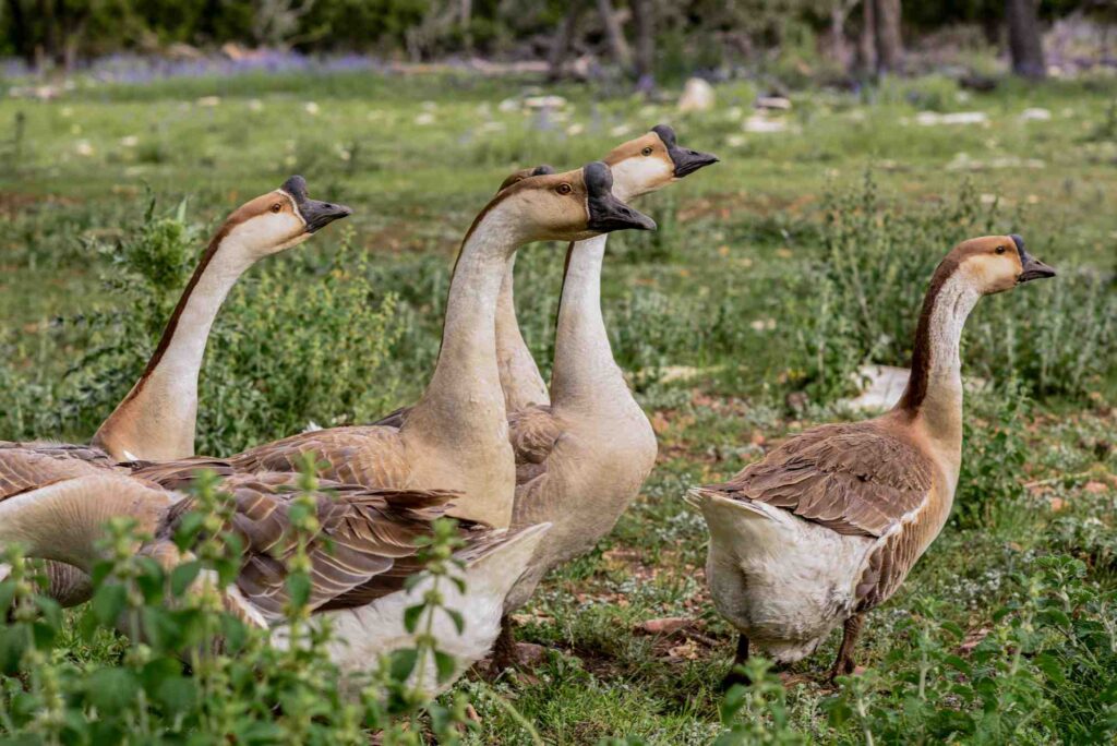 Cat Friendly Places to Stay in Fredericksburg Texas