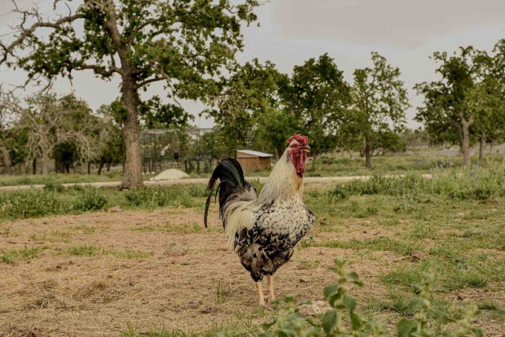 Pet Friendly Lodging in Fredericksburg Texas