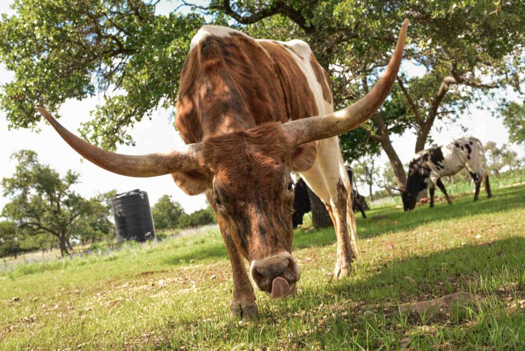 Pet Friendly Places To Stay In Fredericksburg Texas