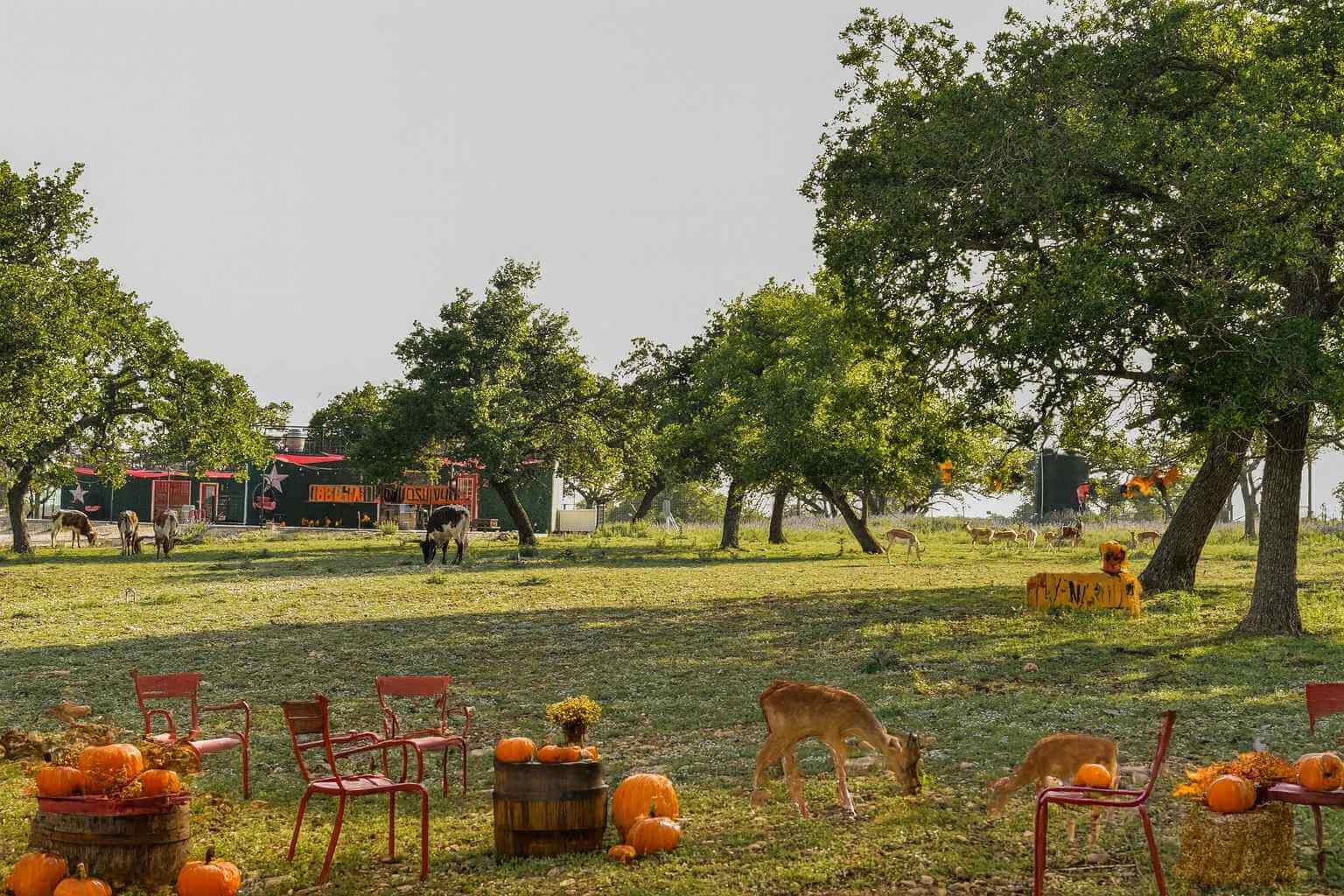 Best Airbnbs To Stay At For Thanksgiving In Fredericksburg Texas