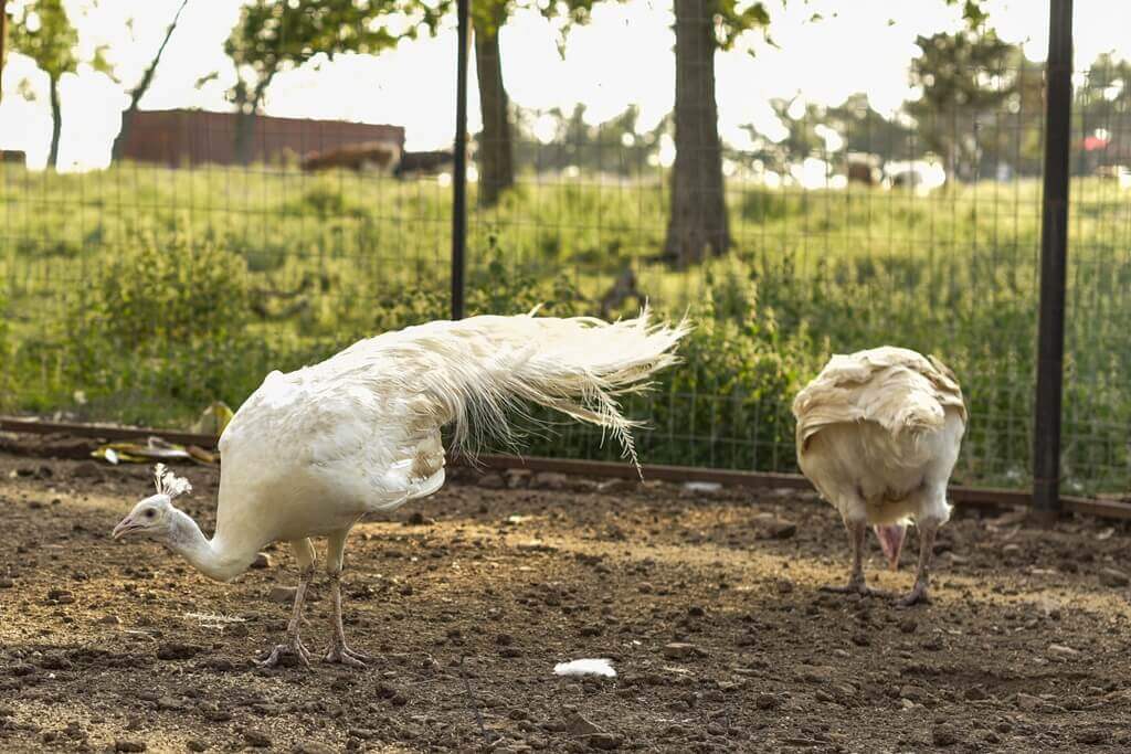 Best Airbnbs to Stay at for Halloween in Fredericksburg Texas