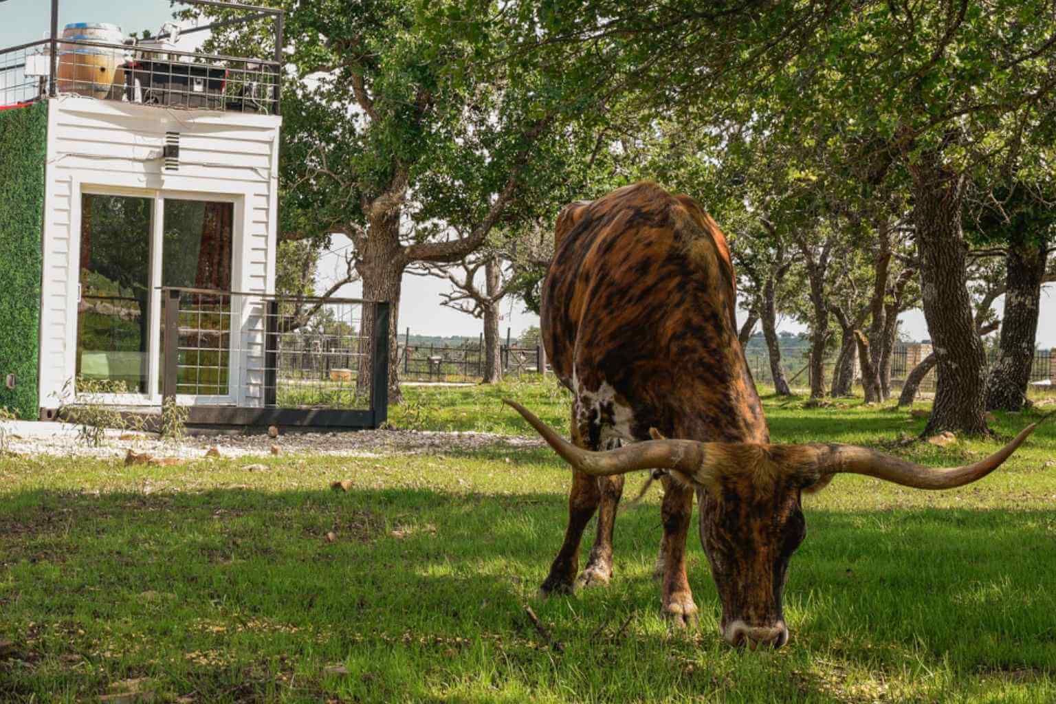 Best Airbnbs to Stay at for Live Pari-Mutuel Horse Racing in Fredericksburg Texas