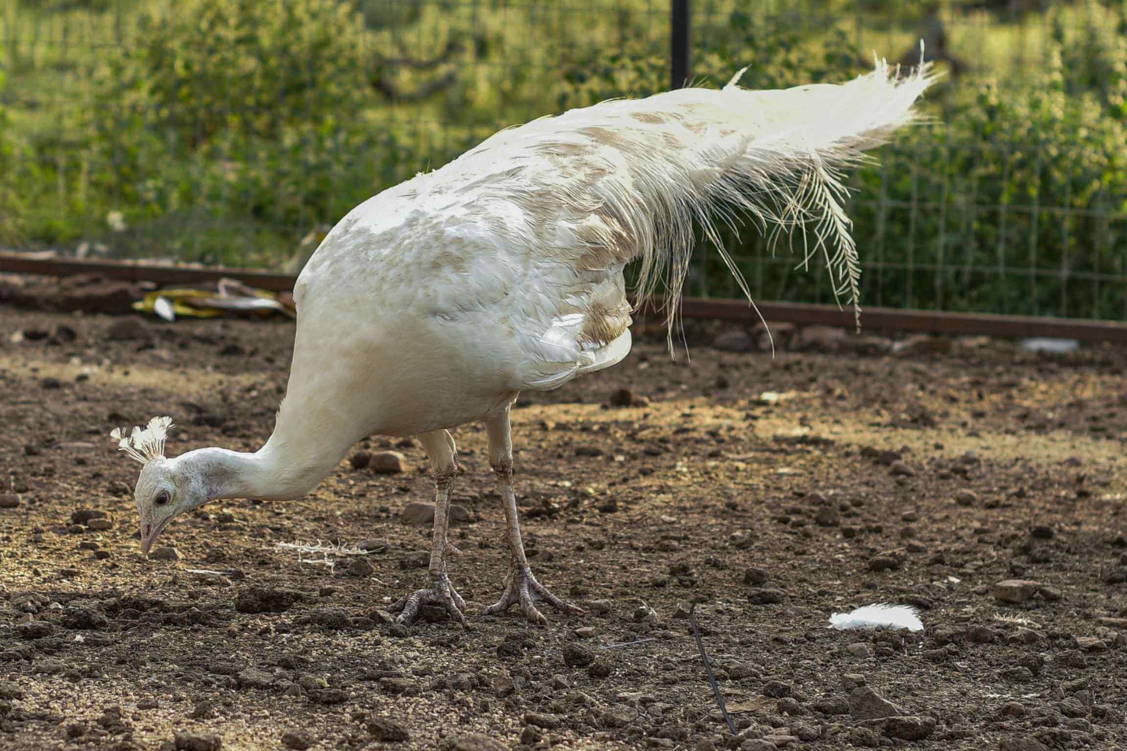 Best Airbnbs to Stay at for Nature in Fredericksburg Texas