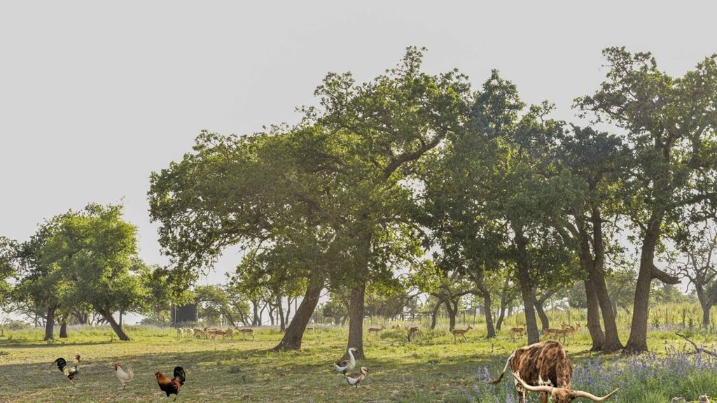 Best Airbnbs to Stay at for the Craft Beer Festival in Fredericksburg Texas